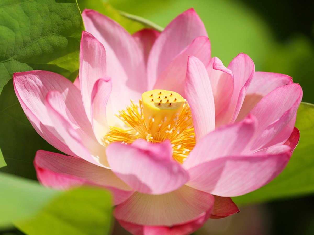 ⛩️ 이가 하치만 신사(이가 하치만구) 이미지 8